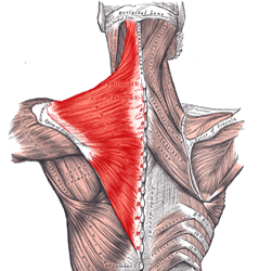 (Video) The Best Trapezius Exercise For Growth