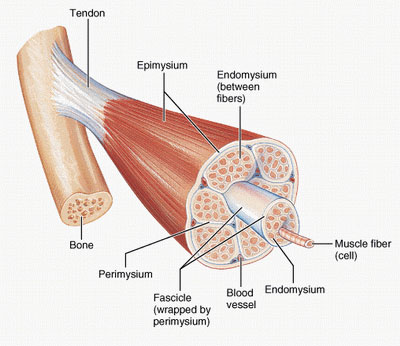 muscle-tissue-structure