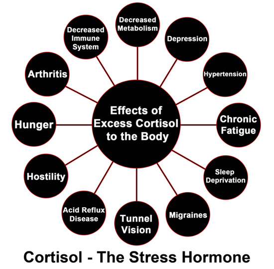 effects-of-cortisol