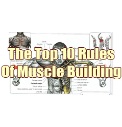 Rules-of-muscle-building