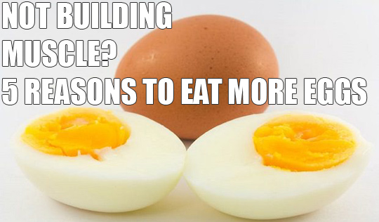 Not Building Muscle? Eat More Eggs. Here’s why…